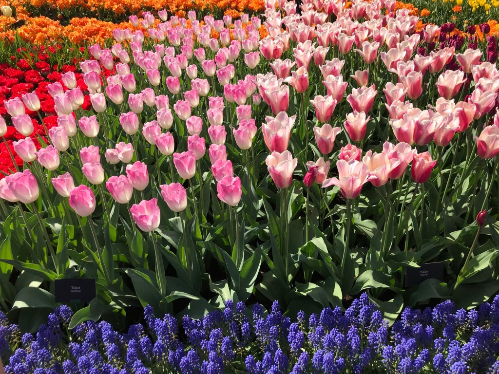 tulips in Keukenhof in the Netherlands 