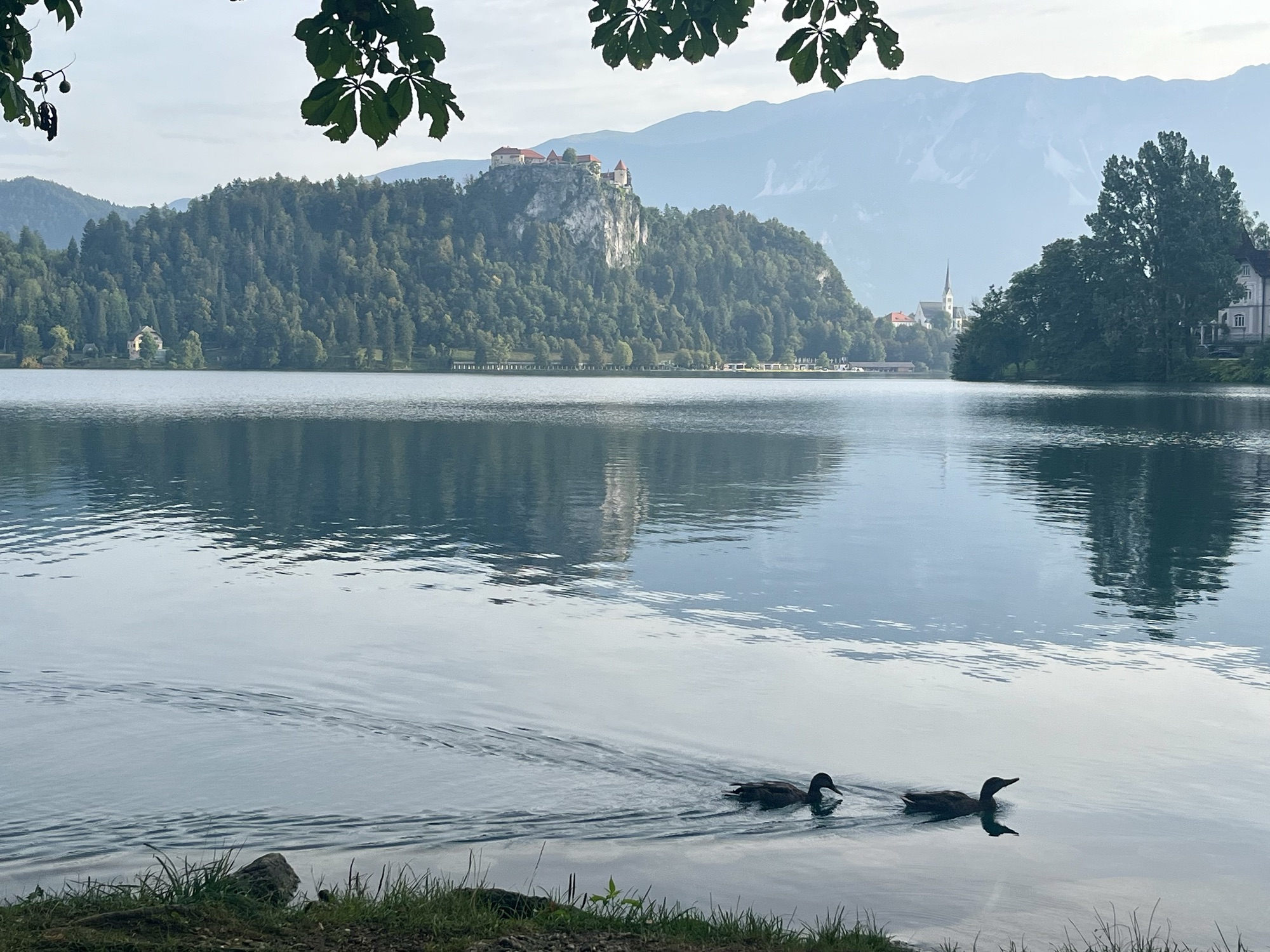 view of Bled Castle from shoreline of lake Bled